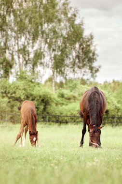 Tarlada otlayan atların ve tayların dikey görüntüsü.