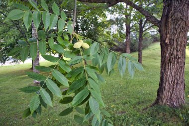 Juglans cinerea, yeşil olgunlaşmamış tereyağı meyveleri
