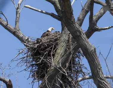 Ağaçtaki yuvaya tünemiş bir kartalın alçak açılı görüntüsü.