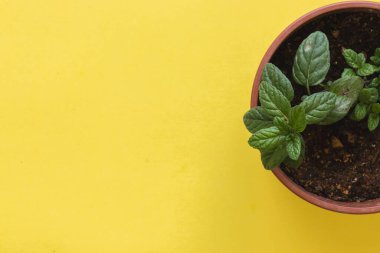 Sarı arka planda, içinde nane tohumu olan kırmızı-kahverengi bir saksı.