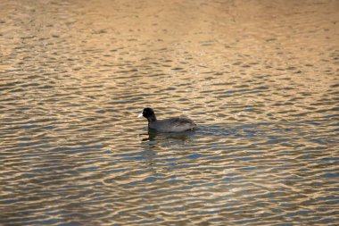 Suda yüzen Avrasyalı yaban ördeğinin seçici odak noktası