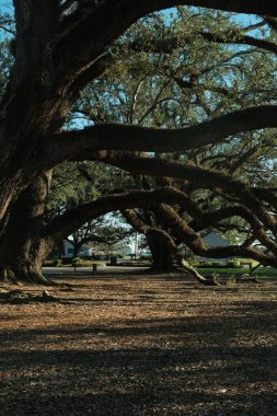 Parktaki güzel büyük meşe ağaçlarının yakın çekimi.