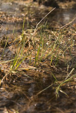 Çamurda büyüyen çimenlerin dikey görüntüsü.