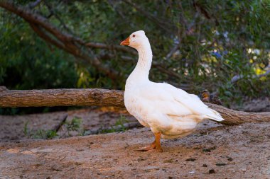 Beyaz bir ördeğin yakından çekilmiş fotoğrafı.