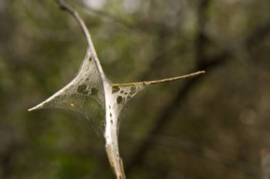 Bulanık dallardaki örümcek ağlarının yakın plan bir görüntüsü.