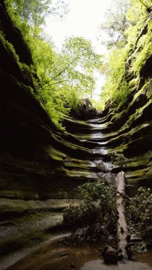 Devrilmiş ağacı olan bir şelale.