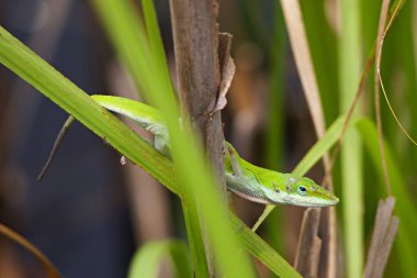 Doğadaki bitkiler üzerine güzel, yeşil egzotik bir anole yakın plan.