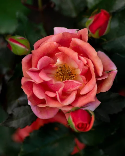 Beautiful Pink Floribunda Flower Blooming Garden — Stock Photo, Image