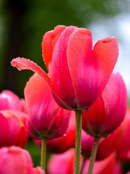 Colpo Verticale Tulipani Rosa Con Gocce Acqua — Foto Stock