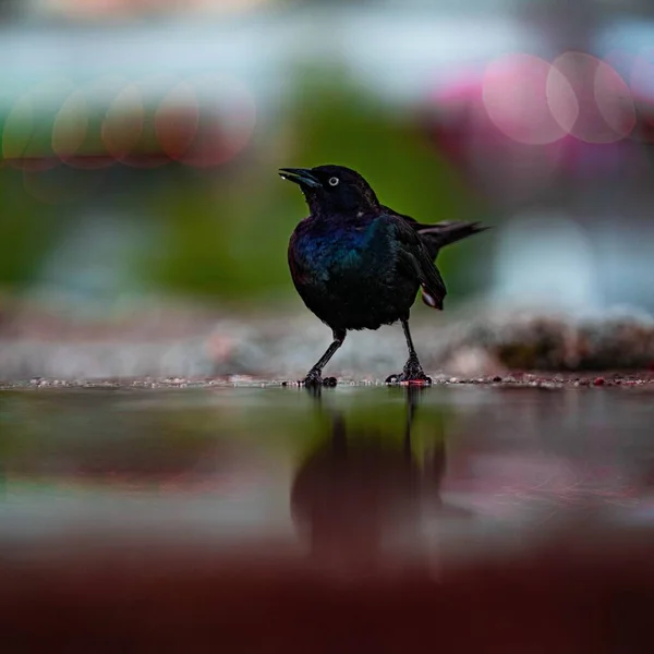 Mirlo Con Reflejo Superficie —  Fotos de Stock