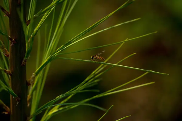 Tiro Foco Raso Uma Abelha Sentado Uma Planta Verde — Fotografia de Stock