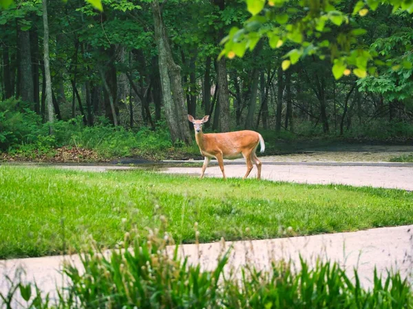 一只母鹿在公园里看着摄像机 — 图库照片
