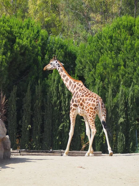Big Giraffe Walking — Stock Photo, Image