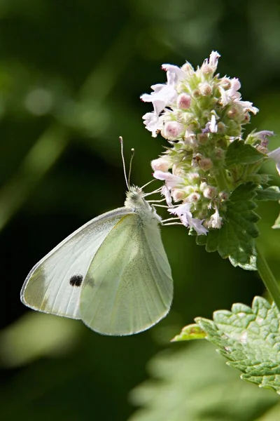 Eine Vertikale Nahaufnahme Eines Schönen Weißkohl Schmetterlings Auf Einer Pflanze — Stockfoto