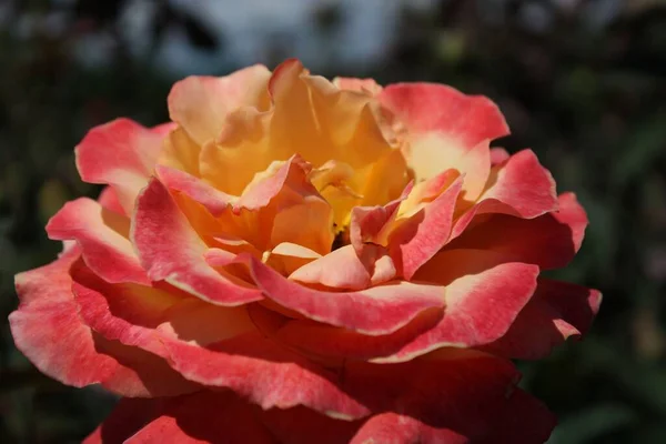 Een Macro Shot Van Een Prachtig Helder Rood Bloeiend Steeg — Stockfoto