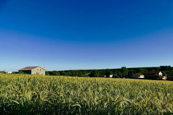 Зеленое Кукурузное Поле Ферреруэле Самора Испания — стоковое фото