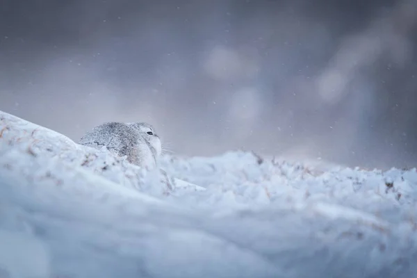 Крупним Планом Знімок Милого Гірського Зайця Снігу — стокове фото