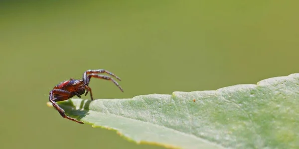 红背蜘蛛在模糊的背道上绿叶纹理上的红背跳跃蜘蛛的特写 — 图库照片