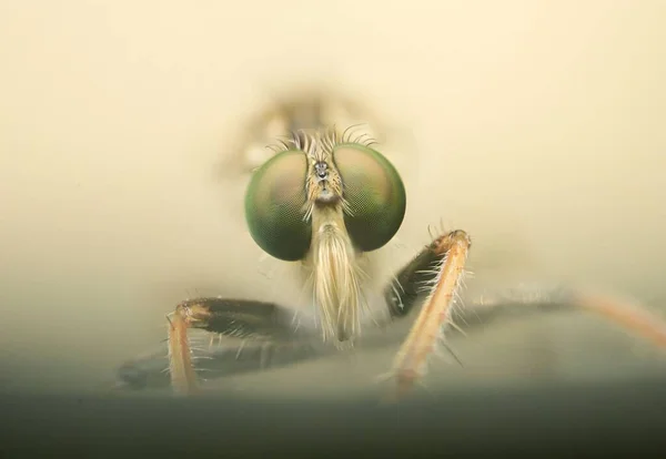 Primer Plano Una Mosca Verde Con Grandes Ojos Fondo Borroso —  Fotos de Stock