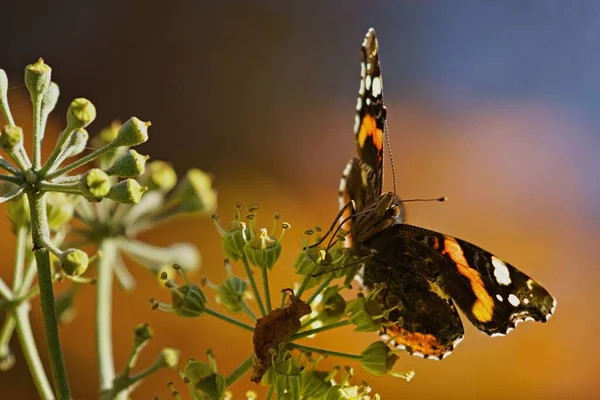 Closeup Beautiful Tortoiseshell Butterfly Plant Blurred Orange Background — Stock Photo, Image