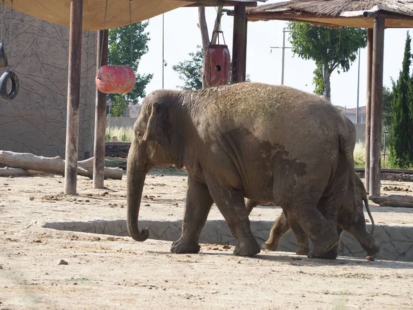 Милый Слон Прогуливающийся Зоопарку Слоненком — стоковое фото