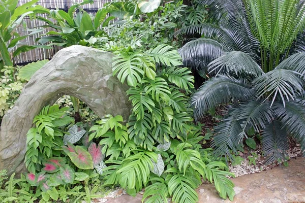 Nagy Díszítő Boltíves Kert Között Zöld Trópusi Pálmafű Levelek Egy — Stock Fotó
