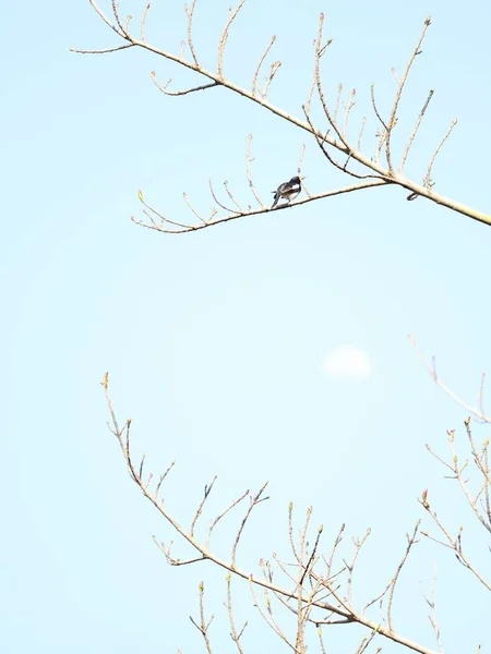 Ângulo Baixo Vertical Pássaro Preto Uma Árvore Contra Céu Azul — Fotografia de Stock