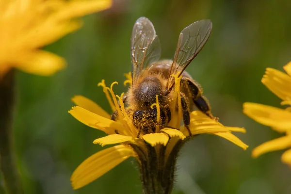 Ein Schönes Makro Einer Biene Die Einer Gelben Blume Mit — Stockfoto