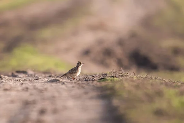 Ein Flacher Fokus Seitenansicht Der Entzückenden Haubenlerche Auf Dem Boden — Stockfoto