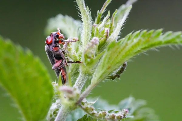 Primer Plano Una Mosca Negra Sobre Las Hojas Verdes Sobre —  Fotos de Stock