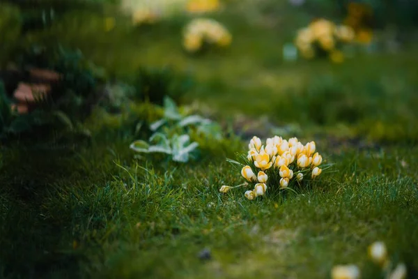 黄花在园林中的特写镜头 背景清澈 — 图库照片