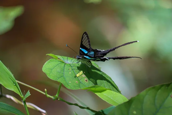 Macro Coda Drago Verde Lamproptera Meges Foglia Verde — Foto Stock