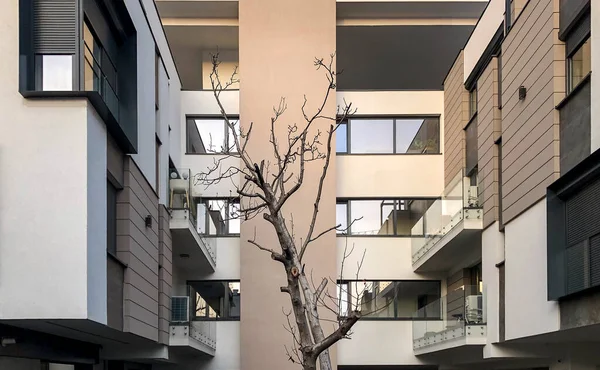 Beau Cliché Arbre Solitaire Sans Feuilles Devant Immeuble Résidentiel Moderne — Photo