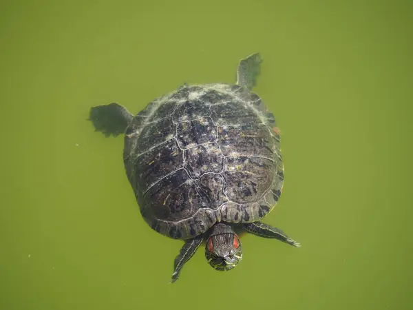 Een Zee Schildpad Zwemmend Groen Water — Stockfoto