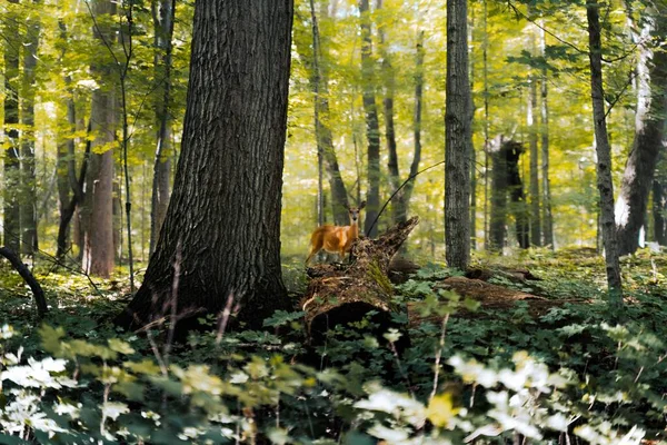 Beautiful Shot Deer Forest Day — Stockfoto