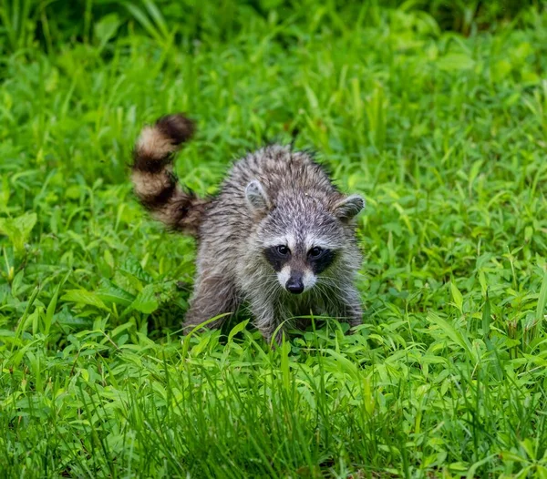 Tiro Perto Guaxinim Selvagem Rastejando Campo Verde — Fotografia de Stock