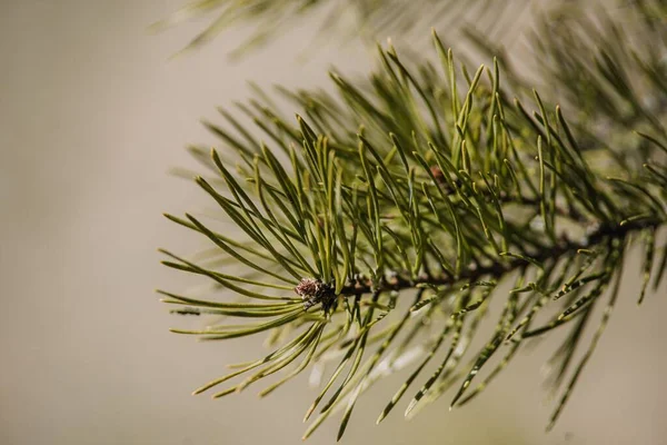 Närbild Skott Tall Gren Perfekt För Tapeter — Stockfoto