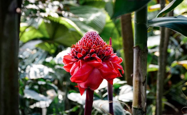 Ένα Κοντινό Πλάνο Από Ένα Κόκκινο Λουλούδι Etlingera Elatior Έναν — Φωτογραφία Αρχείου
