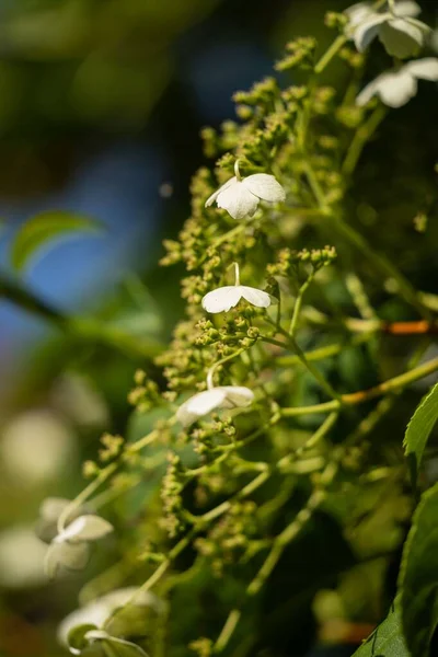 Gros Plan Délicates Fleurs Blanches Fleurissant Dans Jardin Verdoyant Plan — Photo