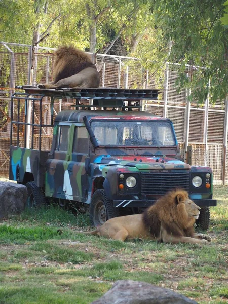Big Lions Lying Car — Stock Photo, Image