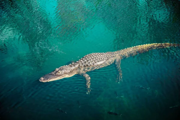 Top Kilátás Egy Vadon Élő Krokodil Kék Vizek Everglades Pihenő — Stock Fotó