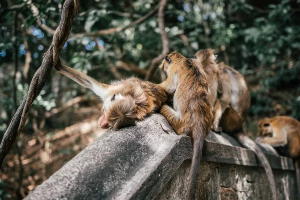 Sebuah Keluarga Monyet Yang Lucu Saling Berpelukan — Stok Foto