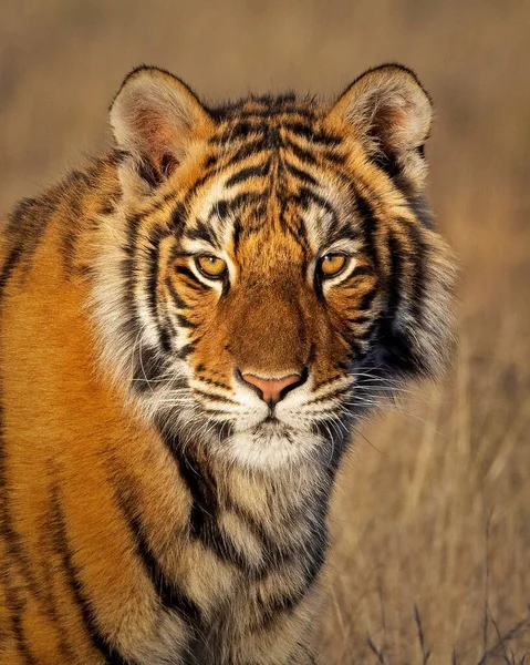 Sebuah Potret Vertikal Harimau Benggala Menggemaskan Terhadap Latar Belakang Kabur — Stok Foto