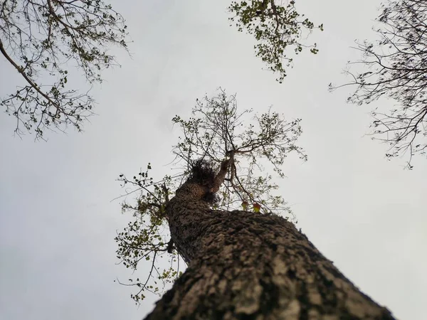 Unghi Scăzut Scoarță Copac Ramuri Înflorite — Fotografie, imagine de stoc