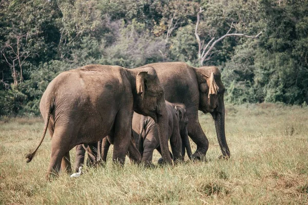 Une Famille Éléphants Sauvages Sri Lanka — Photo