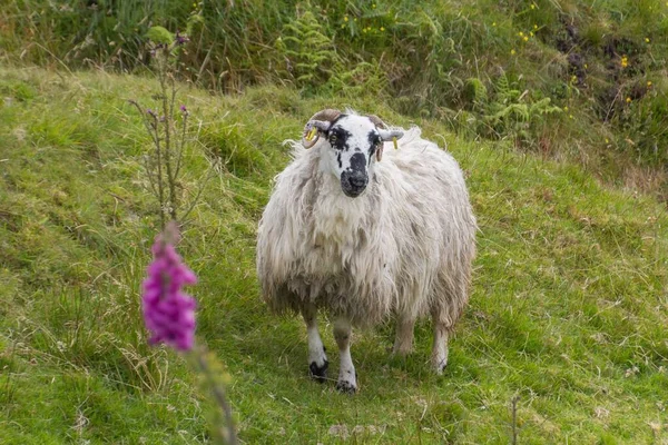 Знімок Породи Чурра Білої Вівці Полі Ірландії Велика Британія — стокове фото