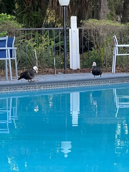 Tiro Vertical Patos Pretos Lado Piscina — Fotografia de Stock