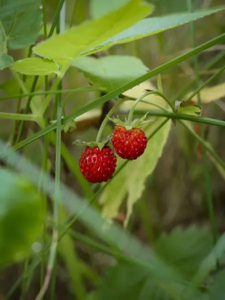 Enfoque Selectivo Fresa Silvestre Jardín — Foto de Stock