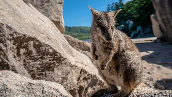 Kayalık Bir Yüzeyde Bir Kaya Kangurusu Kraliçesinin Yakın Plan Çekimi — Stok fotoğraf