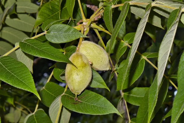 Juglans cinerea, yeşil olgunlaşmamış tereyağı meyveleri